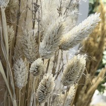 BOUQUET PHALARIS SÉCHÉS MISTY 64CM BLANC